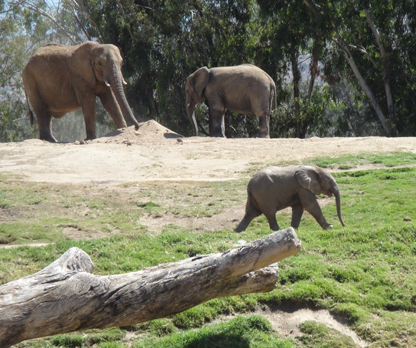 Baby Elephant-1