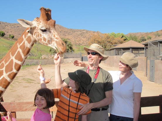 Feeding giraffe-1