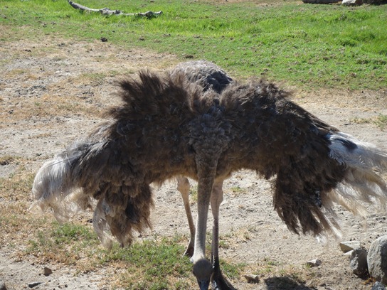 Ostrich-1