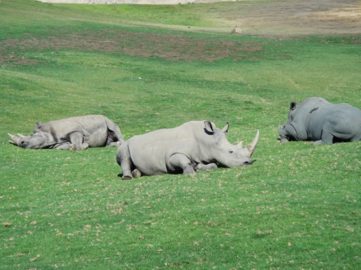 Rhinos-1