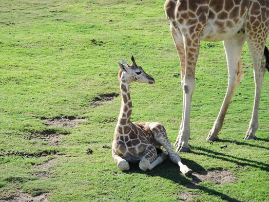 baby giraffe-1