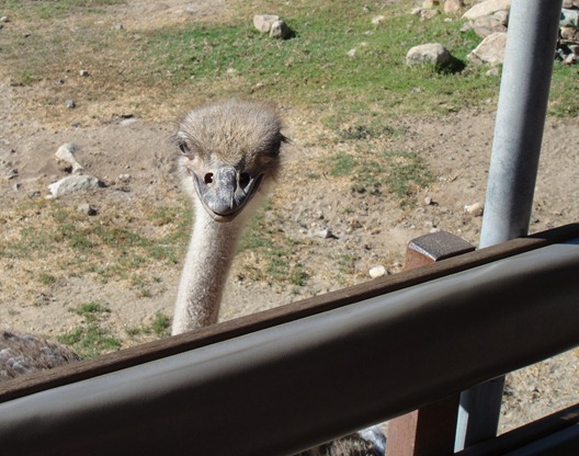 ostrich closeup-1