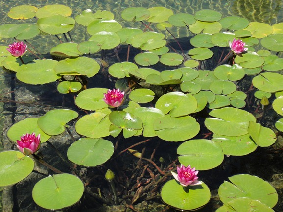 water lilies-1