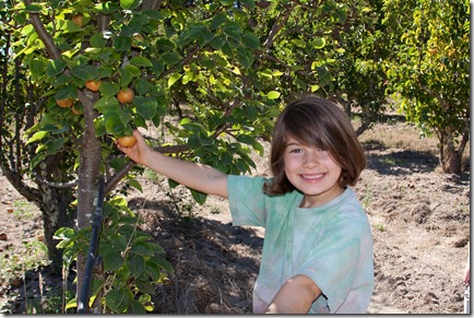 apple picking2-1