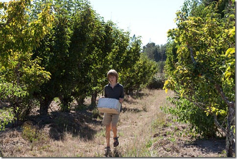 apple picking3-1