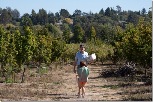 apple picking4-1