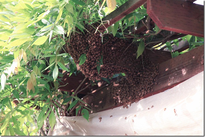 beehive1-1