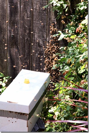 bee removal4-1