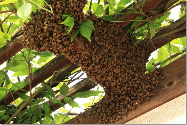 bees up close-1