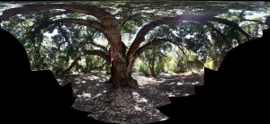 Lena in a tree in Sunol