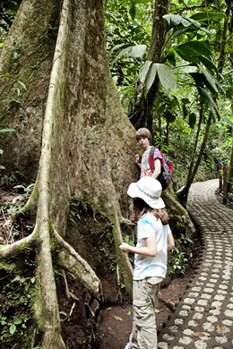 Arenal bloodroot tree