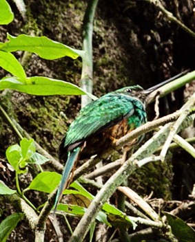 Arenal hummingbird