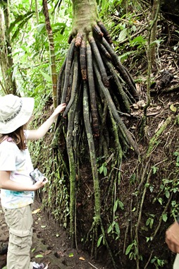 Arenal walking palm tree