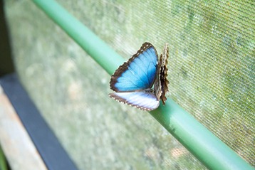 MA Blue Morpho