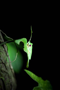 MA Red eyed tree frog1