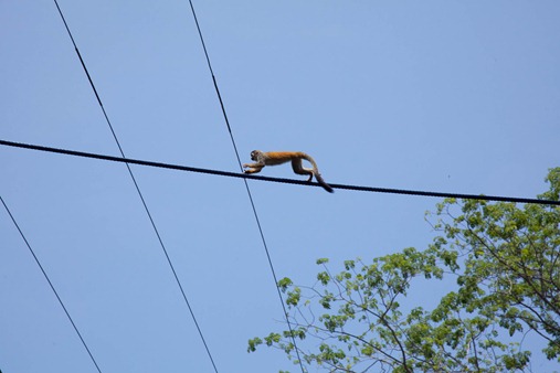 MA Squirrel Monkey on wire