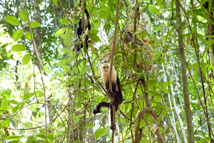 MA Squirrel Monkey1