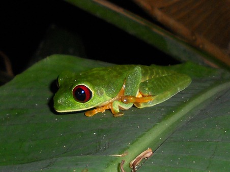 MA red eyed tree frog-10