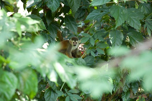 MA squirrel monkey2