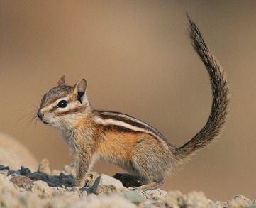 least chipmunk