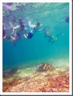 turtle snorkel-1